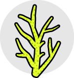 Step 4 of the coral fragmentation process