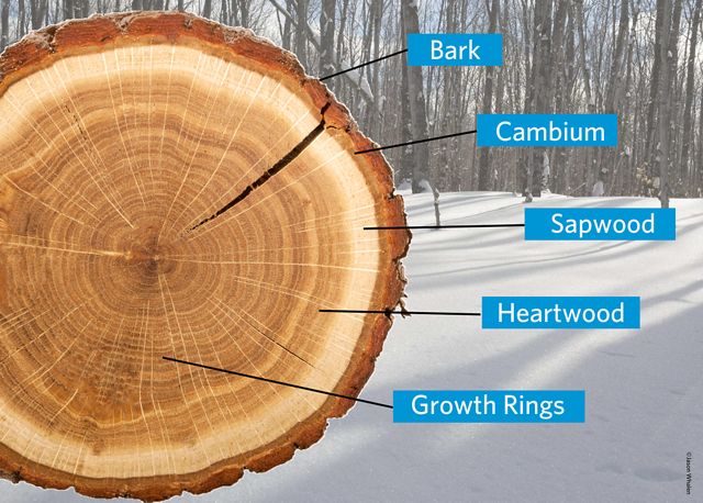 Graphic that points out the different elements of a tree from outside in: Bark, cambium, sapwood, heartwood and growth rings. 
