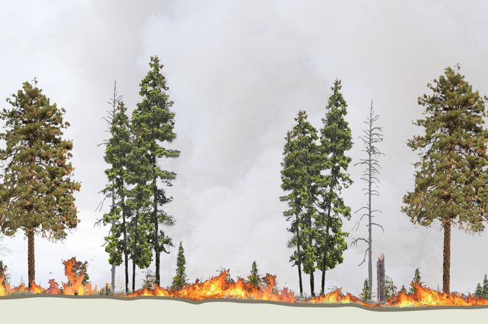An illustrated sequence showing how fire in a managed forest burns low and preserves a healthy forest structure.