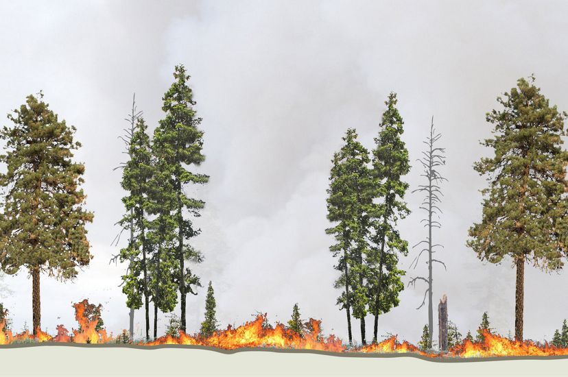 An illustrated sequence showing how fire in a managed forest burns low and preserves a healthy forest structure.
