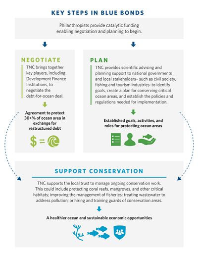 A flow chart showing the key steps in blue bonds, including negotiate and plan, both of which contribute to supporting conservation.