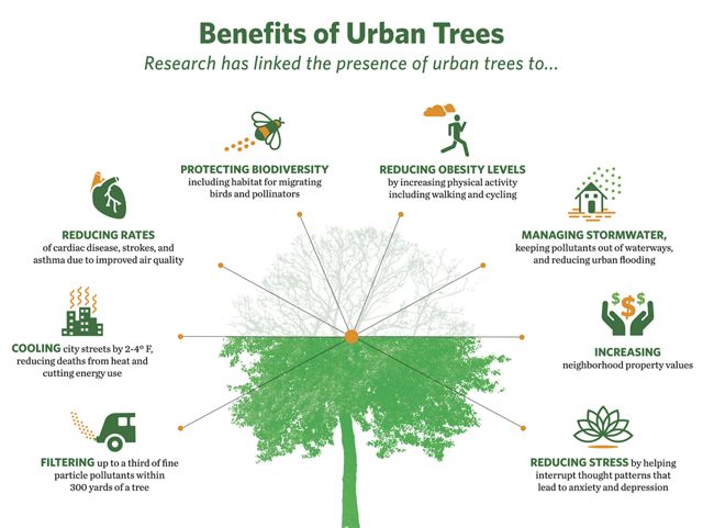 Illustrated infographic showing many benefits of urban trees.