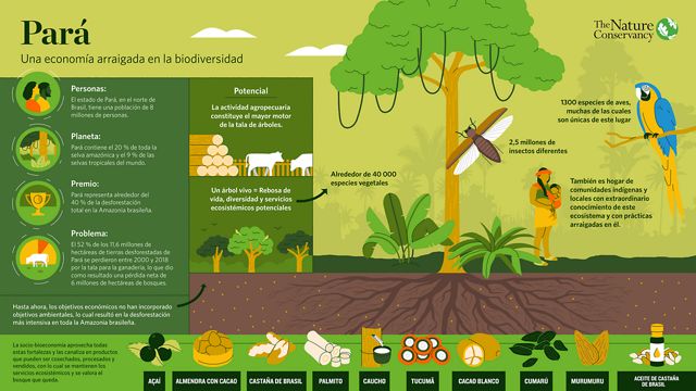 An infographic with illustrations of a rainforest and products harvested from the forest in Brazil, with blocks of text describing the context for a sociobioeconomy in Pará, Brazil.