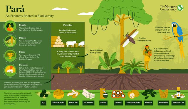 An infographic with illustrations of a rainforest and products harvested from the forest in Brazil, with blocks of text describing the context for a sociobioeconomy in Pará, Brazil.