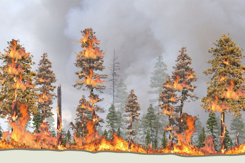 Ілюстрована послідовність, яка показує, як скупченість лісу в некерованому лісі може спричинити руйнівну лісову пожежу.