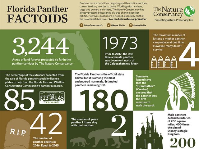 A series of facts about the Florida panther. 