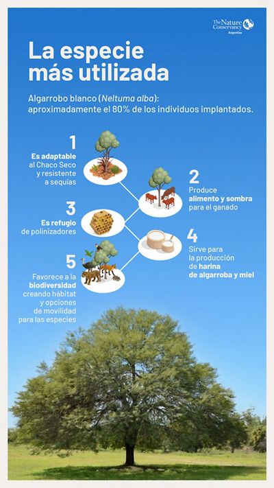 Infografía que detalle las características del algarrobo blanco para ser usado en reforestaciones en el Gran Chaco. 