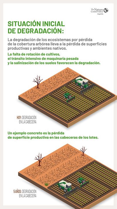 Infografía que explica cómo se degrada el suelo sin árboles. 