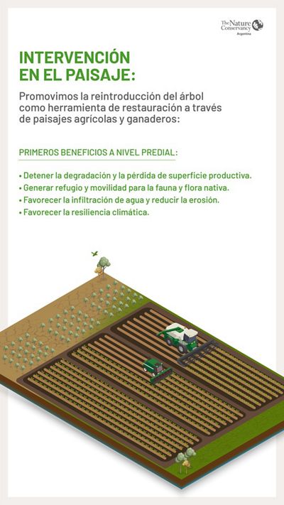 Infografía que explica como la incorporación de árboles ayuda a recuperar el suelo. 
