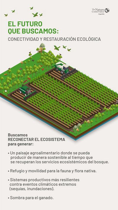 Infografía que muestra cómo se transforma el bosque y los campos productivos luego de una reforestación. 