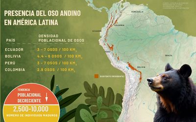 Infografía que muestra sobre un mapa de América Latina la distribución del oso andino, siguiendo la cordillera de Los Andes desde Colombia y Ecuador hasta Perú. 