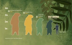 Infografía con el tamaño de los osos de la subfamilia Tremarctinae con el ser humano de referencia.