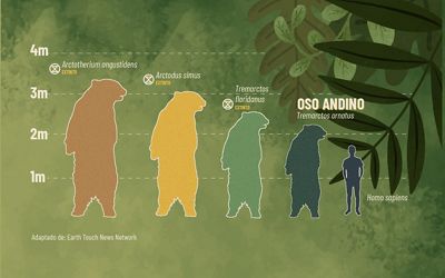 Infografía con el tamaño de los osos de la subfamilia Tremarctinae con el ser humano de referencia.