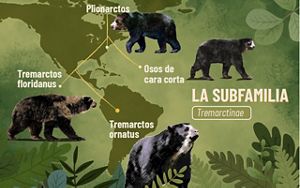 Infografía con la distribución de la familia de osos Tremarctinae en el continente. 