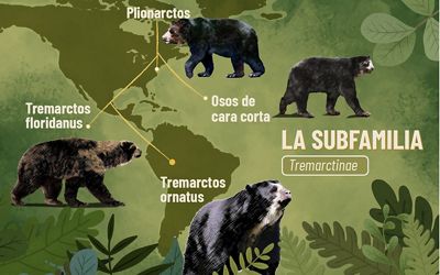 Infografía con la distribución de la familia de osos Tremarctinae en el continente. 