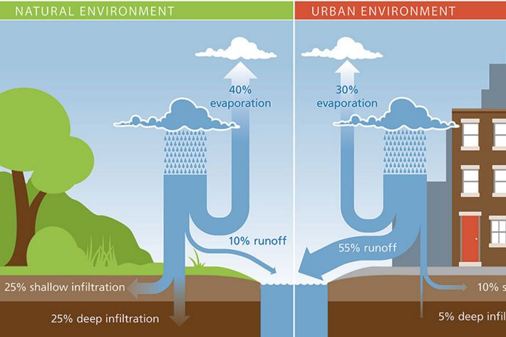 Infographic comparing how vegetation improves stormwater with how lack of vegetation worsens water quality.