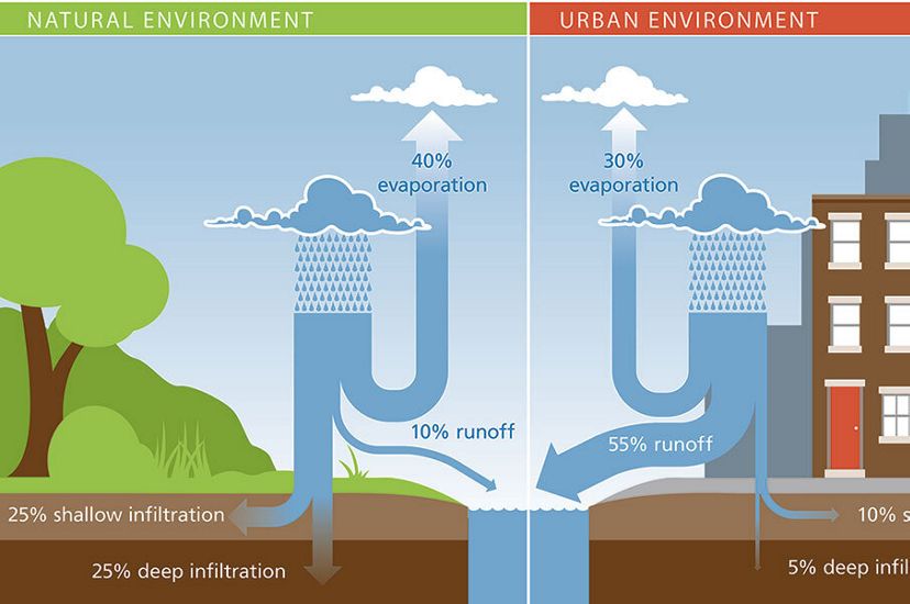 Infographic comparing how vegetation improves stormwater with how lack of vegetation worsens water quality.