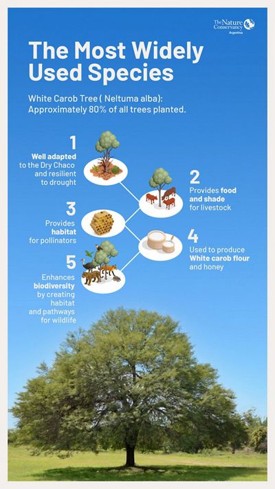 Infographic presenting the key characteristics of the white carob tree (Neltuma alba), a native species used in reforestation in the Gran Chaco.