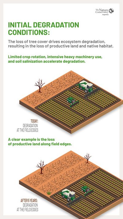 Infographic illustrating how soil degrades when trees are removed from the landscape.