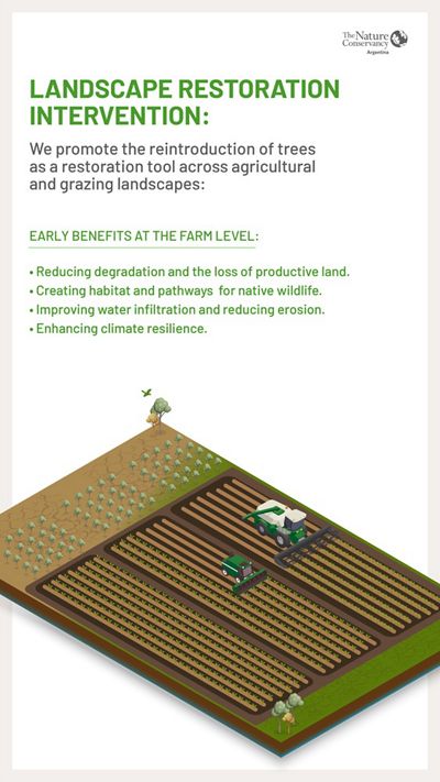 Infographic illustrating how trees help restore degraded soils.