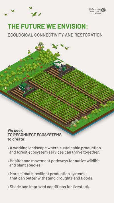 Infographic showing how reforestation transforms forests and agricultural landscapes over time.