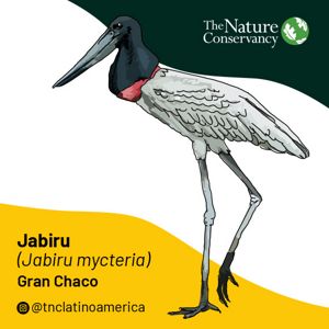 Ilustración de Jabiru.