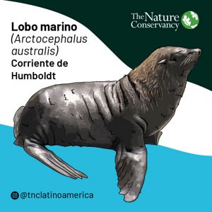 Ilustración de lobo marino