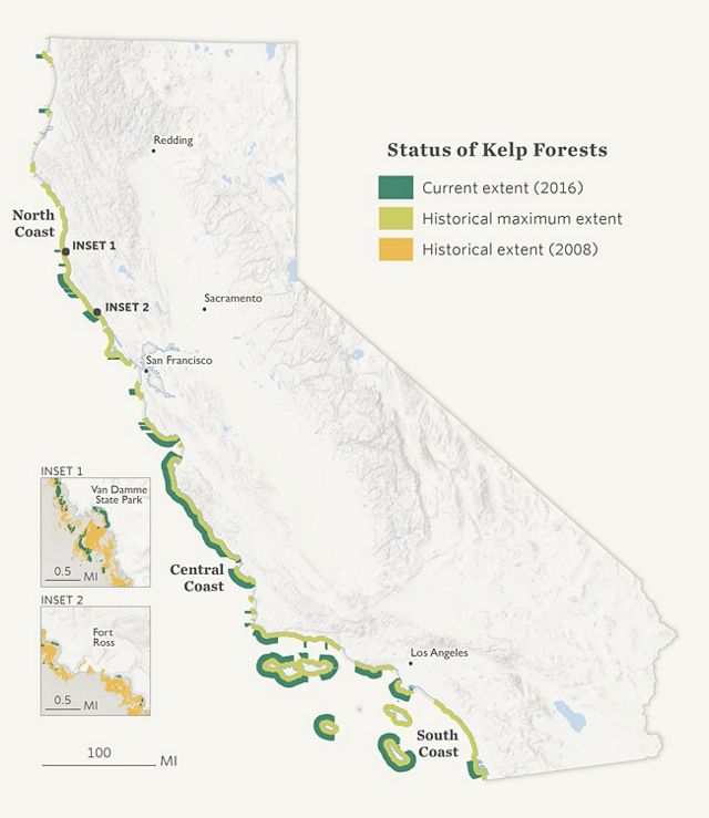 Map depicting kelp cover along the California coast. 90% of bull kelp was lost between 2008 and 2016.