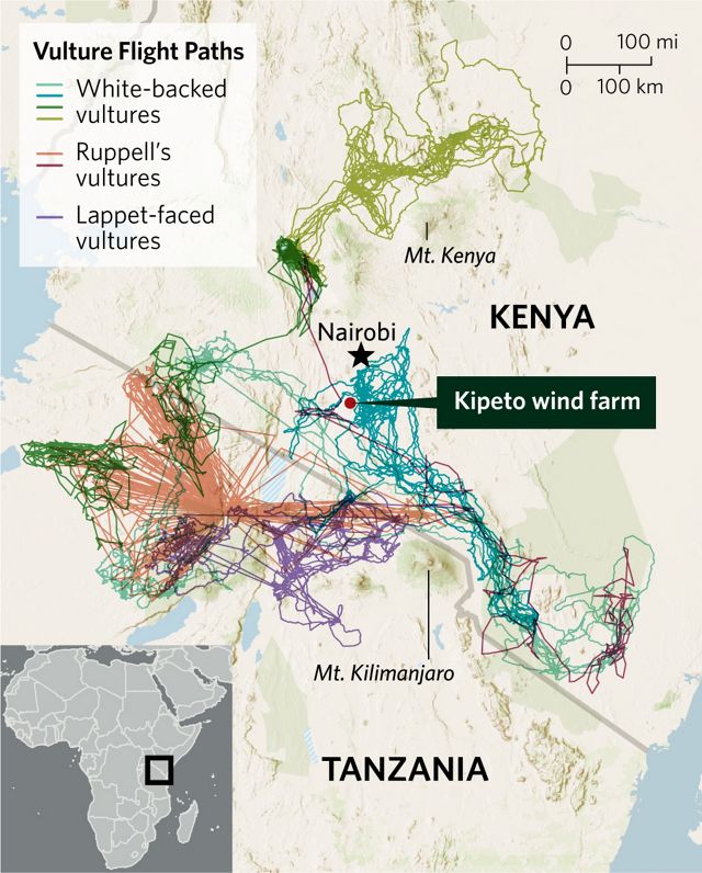 A map that shows flight paths of vultures near wind farm in Kenya.