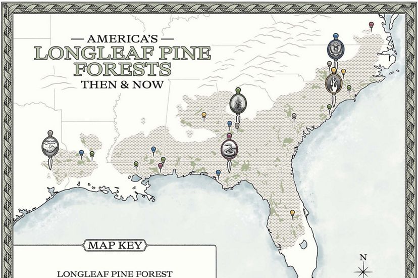 a map shows the former and current range of longleaf pine in the U.S. Southeast.