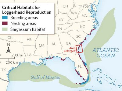 Georgia sea turtles locator map.