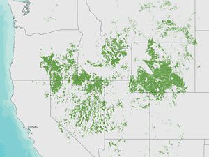 Map with green areas showing a reduction in the sagebrush sea across the U.S. West.
