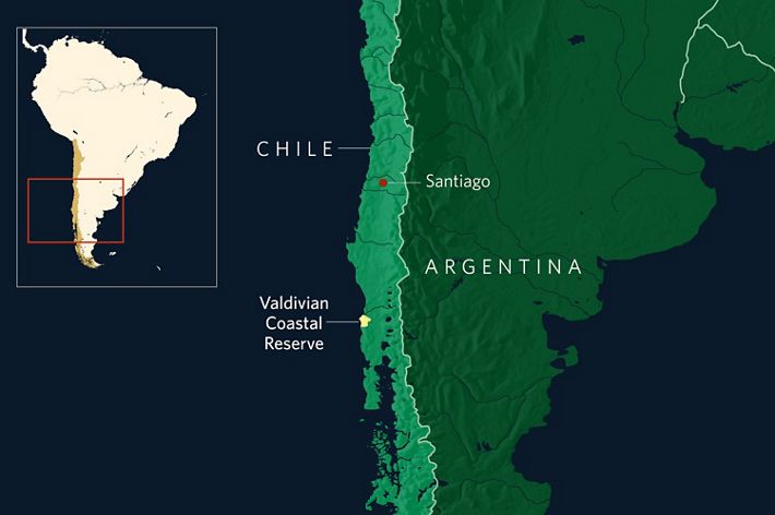 A map showing the country of Chile with a marker indicating Santiago and the Valdivian Coastal Reserve.