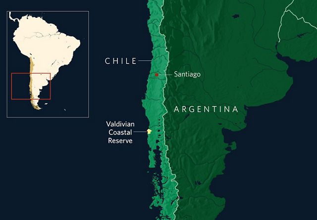 A map showing the country of Chile with a marker indicating Santiago and the Valdivian Coastal Reserve.