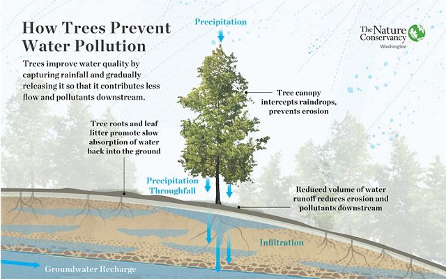 How trees prevent water pollution