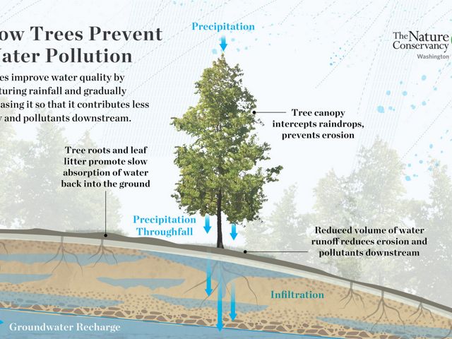 How trees prevent water pollution