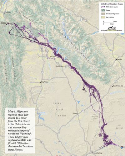 Map showing migration of mule deer. 