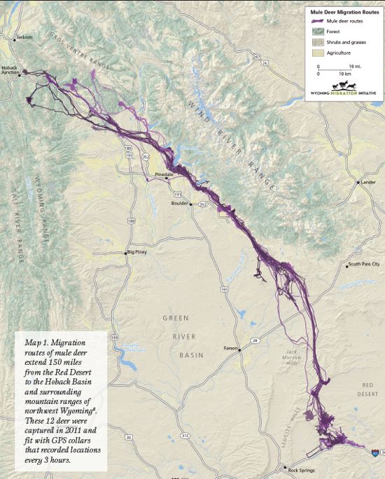 Map showing migration of mule deer. 