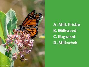 An orange butterfly with black streaks and white dots sits on a cluster of yellow, red, and pink flowers.