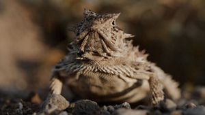 Closeup of a lizard with horns and pointed scales.