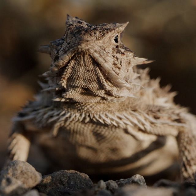 Closeup of a lizard with horns and pointed scales.
