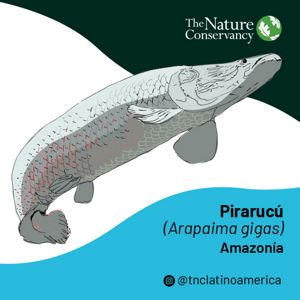 Ilustración de Pirarucú