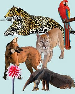 Ilustraciones de especies de Latinoamérica. 