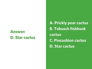 A dome-shaped light green cactus with bumps, ridges, and flowers in the center, tucked in brown earth.