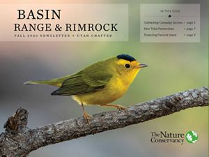 Yellow and black hooded warbler in brush. 