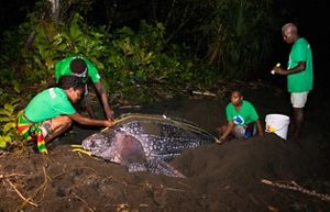 Communities conserving leatherback turtles