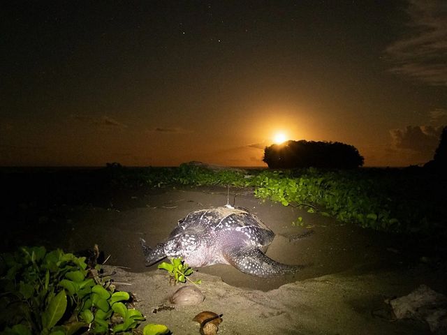 Leatherbacks typically nest on the high tide. This female finished nesting just as the moon rose above the horizon.