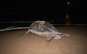 Leatherback turtle 