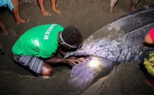 Communities conserving leatherback turtles