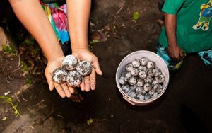 Lynette Haehathe helps bury leatherback eggs in a protected hatchery.